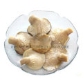 Dose Abalone Pilz mit bestem Preis